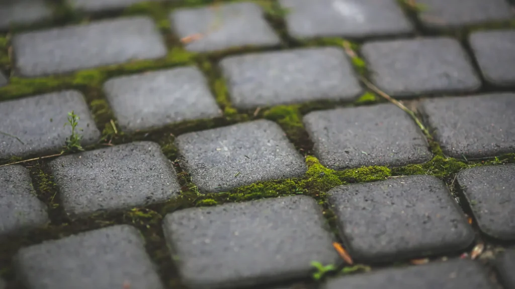 Jak usunąć mech z kostki?